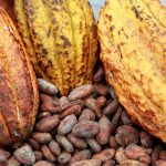 Du cacao camerounais