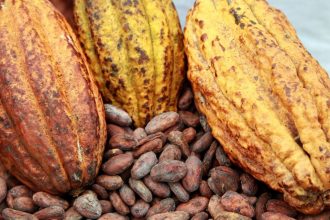 Du cacao camerounais