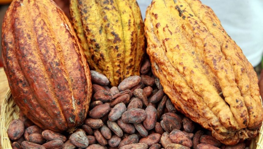 Du cacao camerounais