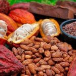 Entre 100 000 et 200 000 tonnes de cacao produites par an en RDC