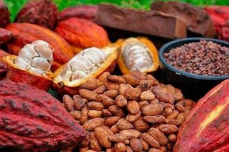 Entre 100 000 et 200 000 tonnes de cacao produites par an en RDC