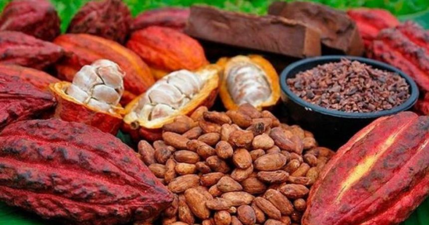 Entre 100 000 et 200 000 tonnes de cacao produites par an en RDC