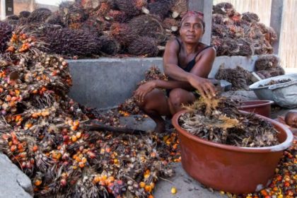 Régimes de palme