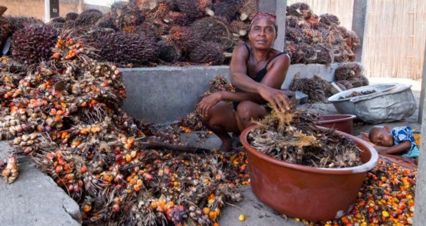 Régimes de palme